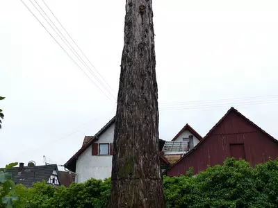 Bild zu Fällung eines Mammutbaumes Juni 2018