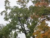 Bild zu Baumfällung mittels SKT im Löwenbergpark in Gengenbach, Oktober 2018