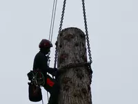 Bild zu Fällung eines Mammutbaumes Juni 2018