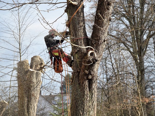 Baumpfleger bei einer Kastanienbaumfällung